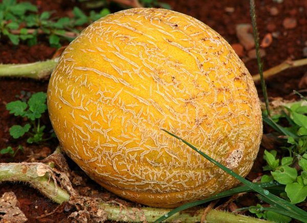Selon une étude, 96% des personnes qui tâtent un melon n'ont aucune idée de ce qu'elles font  - Humour Melon