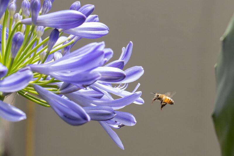 Mourante, en soins palliatifs, une femme guérit après une attaque d'abeilles  - Abeilles Maladie de Lyme Piqûres d'abeilles Santé
