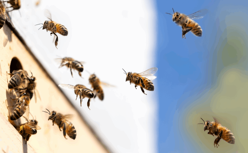 Les Corses tentent de sauver leurs ruches en proie à la crise climatique  - Abeilles Apiculture Climat Corse Dérèglement climatique