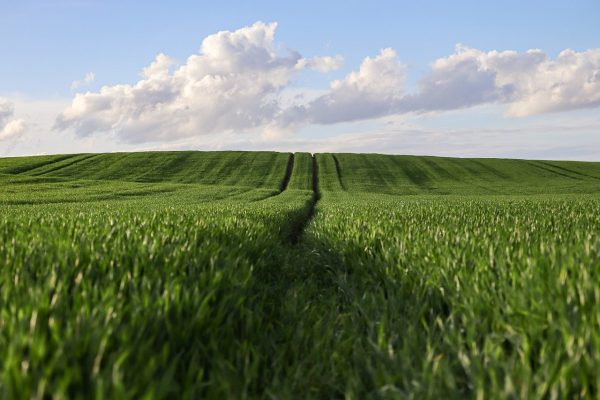 En Cisjordanie, la résistance à la colonisation passe aussi par l'agriculture  - Agriculture Cisjordanie Colonisation Israël Résistance fertile