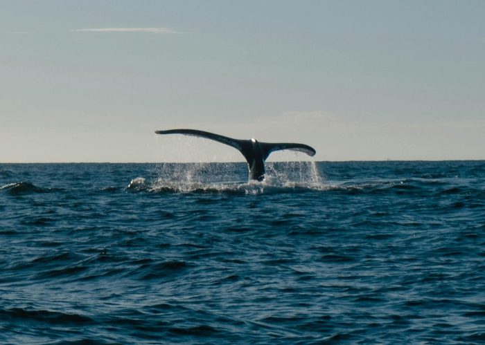 Baleines et dauphins : des rapports souvent joyeux, mais parfois ambigus  - Baleines Cétacés Dauphins Océans