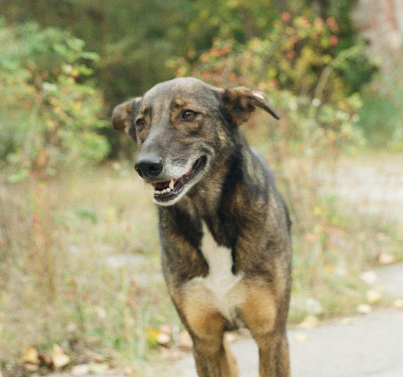 Les chiens radioactifs de Tchernobyl : les effets des radiations passés au crible  - Chiens Génétique Pollution radioactive Radioactivité Recherche scientifique Sciences Tchernobyl Ukraine