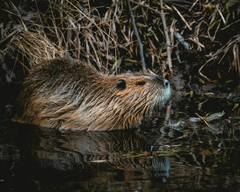 Grâce aux castors, ces rivières ardéchoises ont plus d’eau en plein été  - Biodiversité Castors Climat Dérèglement climatique Environnement Nature Sécheresse