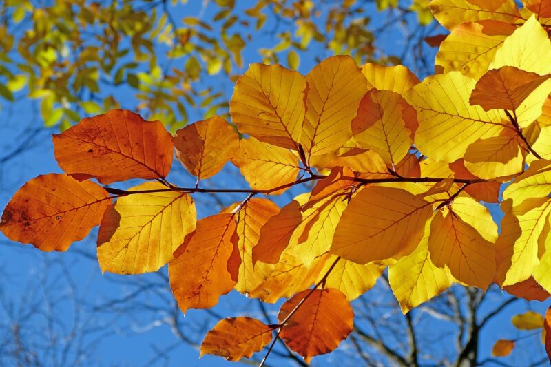 Feuilles mortes, arbres jaunis... La chaleur provoque un automne précoce  - Arbres Climat Dérèglement climatique Nature