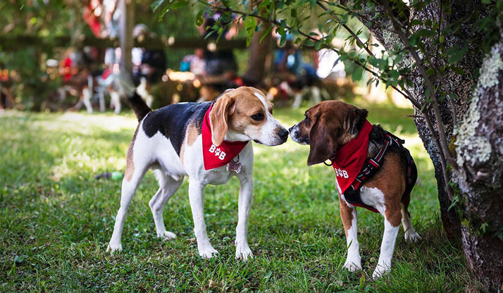 La maison des beagles libres  - Animaux Association Beagles of Burgundy Beagles Chiens