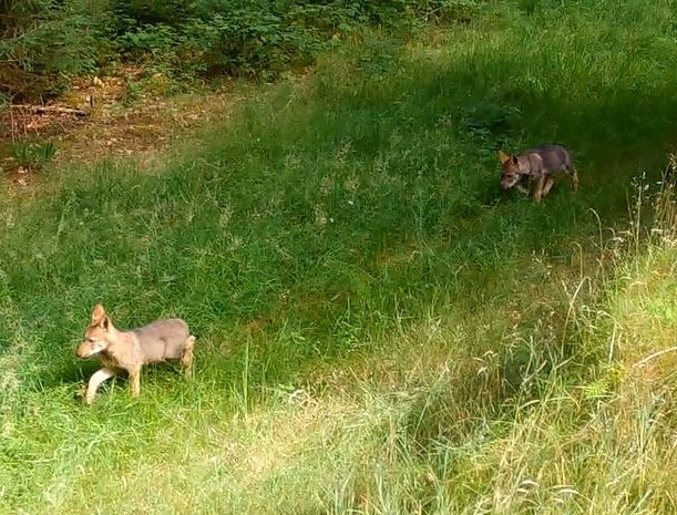 Quatre louveteaux aux gènes exceptionnels sont nés en France  - Animaux Association Carduelis Biodiversité Loups Plateau de Millevaches