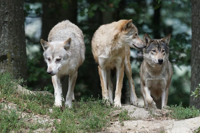 Ces loups qui font pousser les arbres - l'expérience Yellowstone  - Biodiversité Environnement États-Unis Loups Parc de Yellowstone
