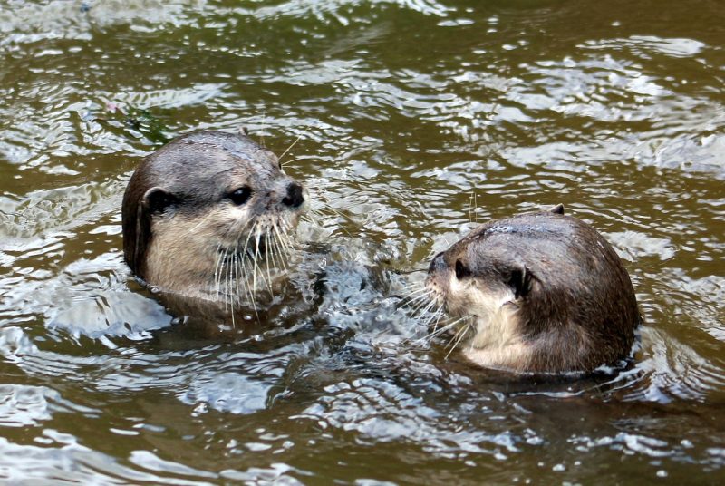 La première loutre dressée pour retrouver des personnes disparues en milieu aquatique  - Animaux Loutres Sauvetage