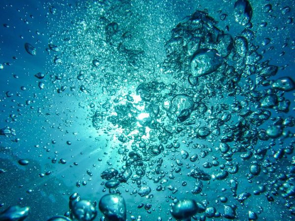 Des organismes vivants découverts à plus de 9 000 m de fond  - Science Vie profonde