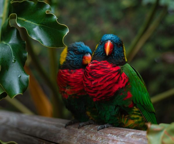Un tiers des oiseaux tropicaux a disparu avec le changement climatique  - Biodiversité Dérèglement climatique Nature Ecology & Evolution Oiseaux Tropiques