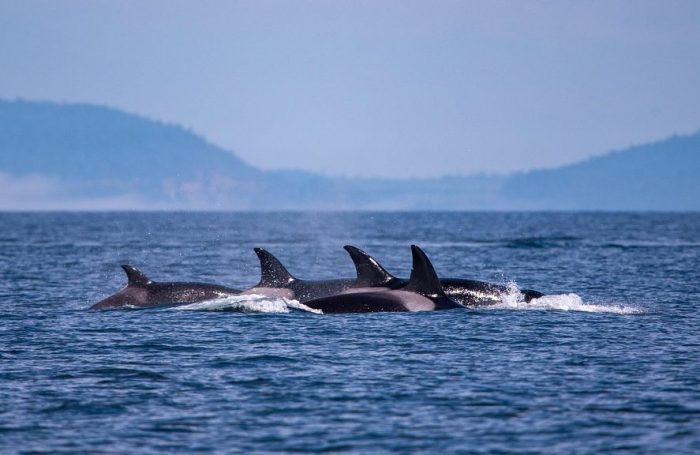 Non, les orques n’attaquent pas les voiliers, ils jouent avec  - Orques Sea Shepherd France
