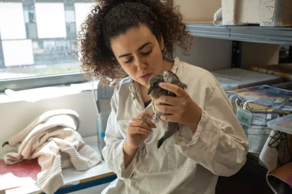 Pigeons, hérissons, héron... Un refuge pour les animaux sauvages blessés en ville  - Animaux Maisons-Alfort