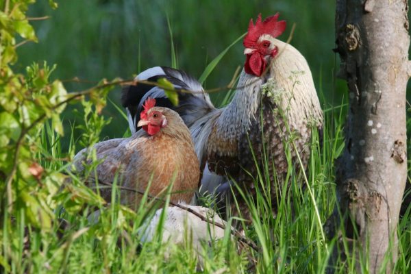Pour éviter l’acétamipride, ces agriculteurs préfèrent les poules  - Acétamipride Agriculture Loi Duplomb Pesticides