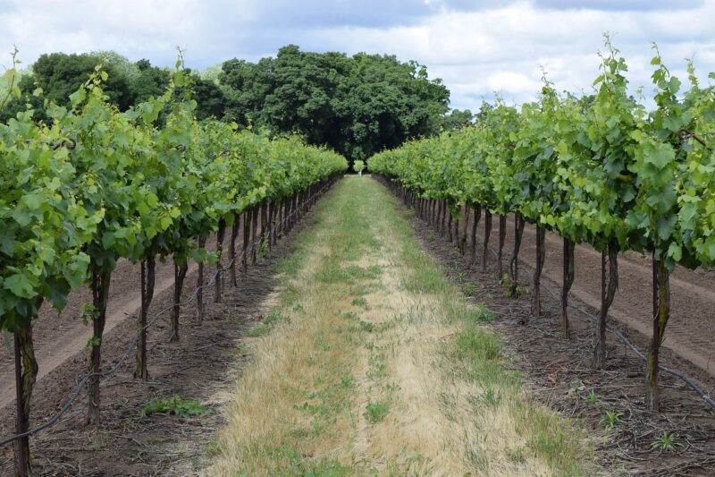 Un réseau d’esclavage moderne en Champagne condamné  - Arrêts de travail Champagne Conditions de travail Esclavage moderne Nesle-le-Repons Viticulture
