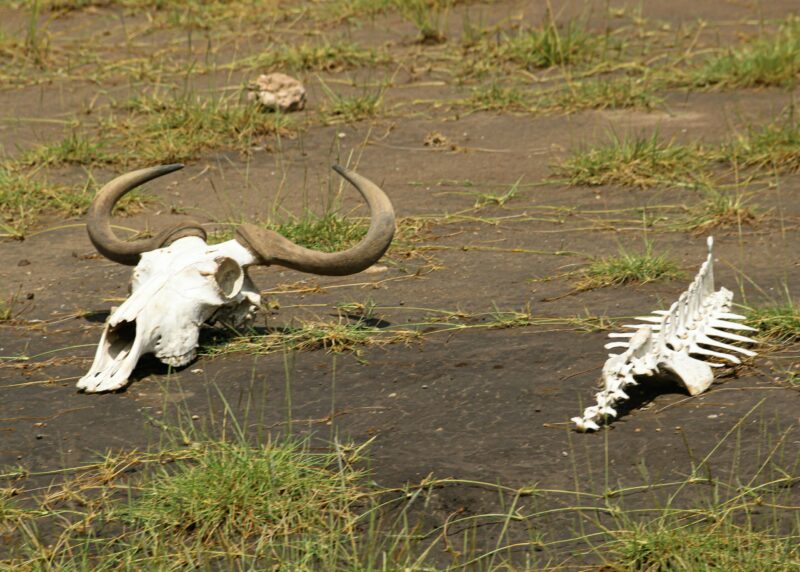Face à la mort, les animaux ont des réactions "très complexes"  - Animaux Biologie Mort Nature