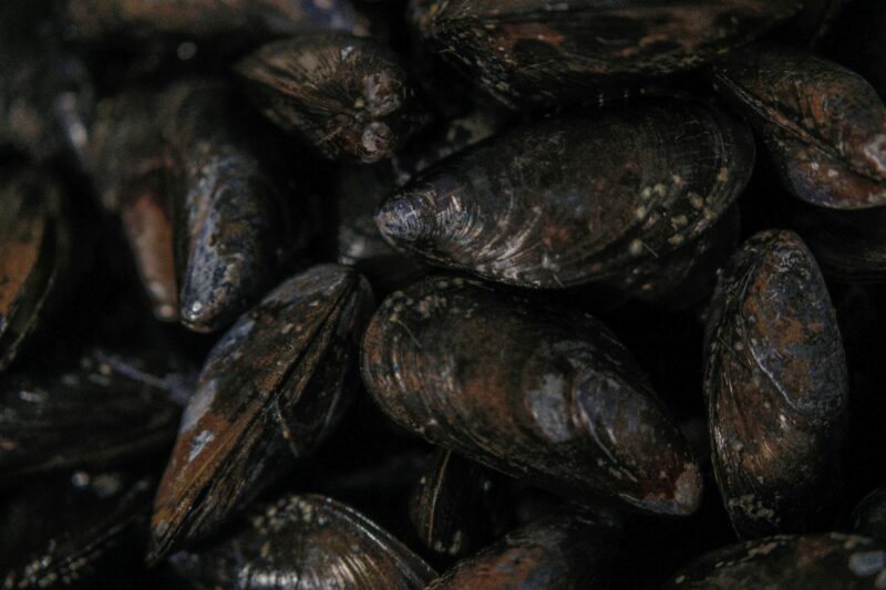 Des moules d’eau douce, qui avaient disparu, refont surface dans la Seine  - Action environnementale Environnement Moules d’eau douce Seine