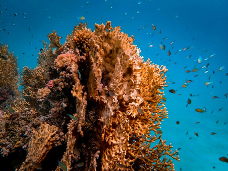 La "fécondation in vitro corallienne" en Colombie, championne de la restauration des récifs  - Action environnementale Biodiversité Colombie Coraux Environnement