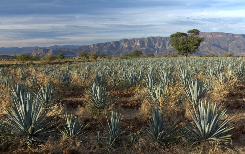 Au Mexique, un village lutte pour sauver le mezcal… grâce aux chauves-souris  - Agave Chauves-souris Environnement Mexique Mezcal Nature
