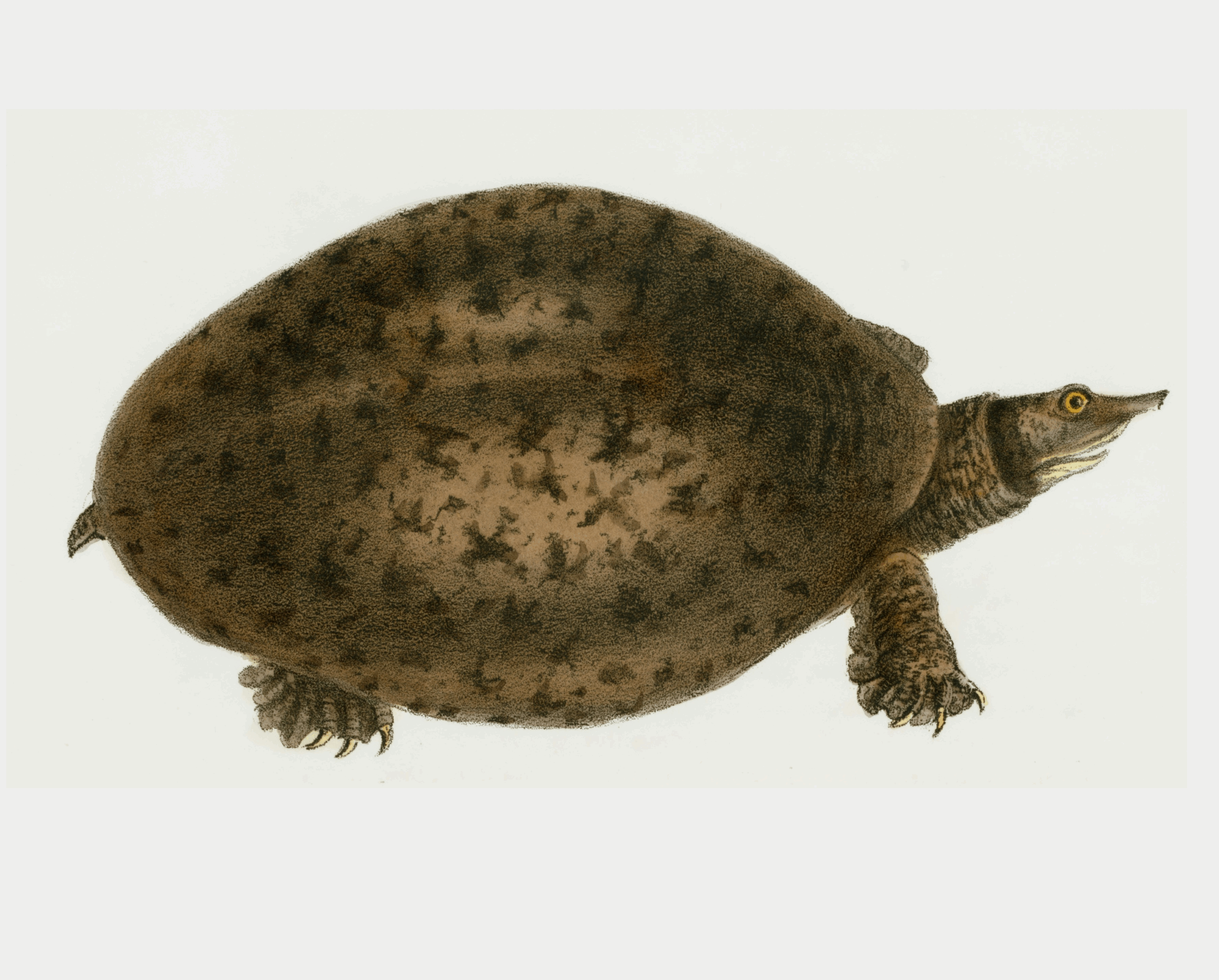 Bizarre mais vrai : des tortues qui urinent par la bouche  - Chine Insolite Recherche scientifique Science Sciences Singapour Tortues Trionyx de Chine