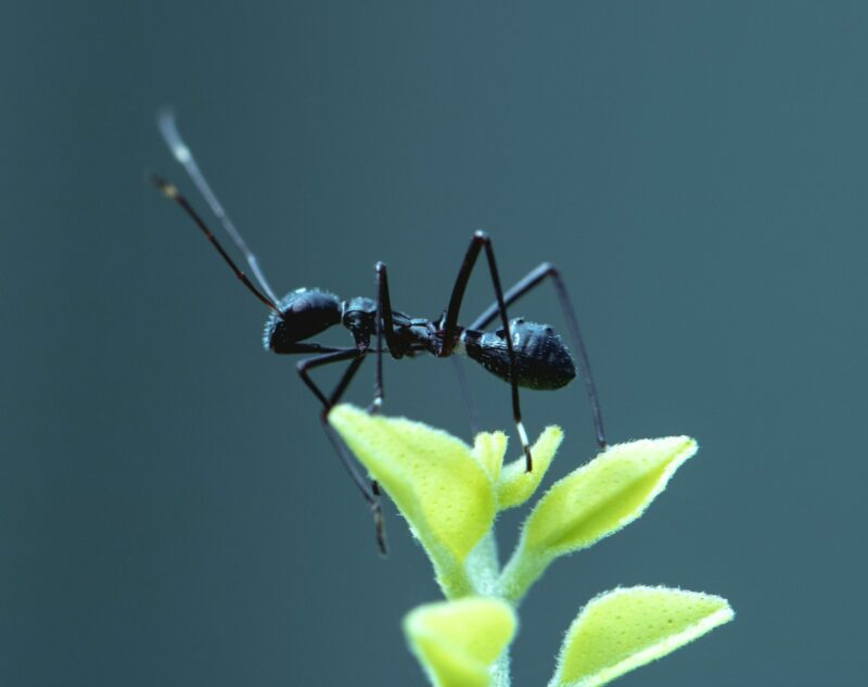 Les fourmis sont les alliées surprenantes de nombreux insectes et plantes  - Biodiversité Environnement Fourmis Nature