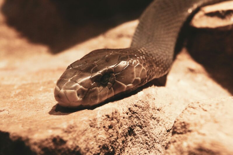 USA : deux ambulanciers sauvent un homme mordu par un mamba noir… et risquent maintenant une sanction  - Ambulances États-Unis Sauvetage Serpents