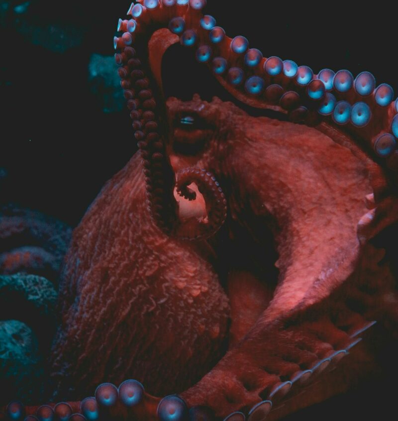 Cet octopode est prêt à tous les sacrifices pour se reproduire  - Argonaute-voilier Nature Recherche scientifique Science