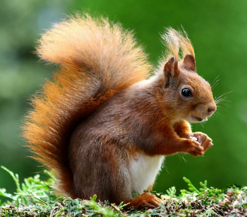 Entre ces écureuils, la guerre des noisettes est déclarée  - Animaux Écureuils Nature