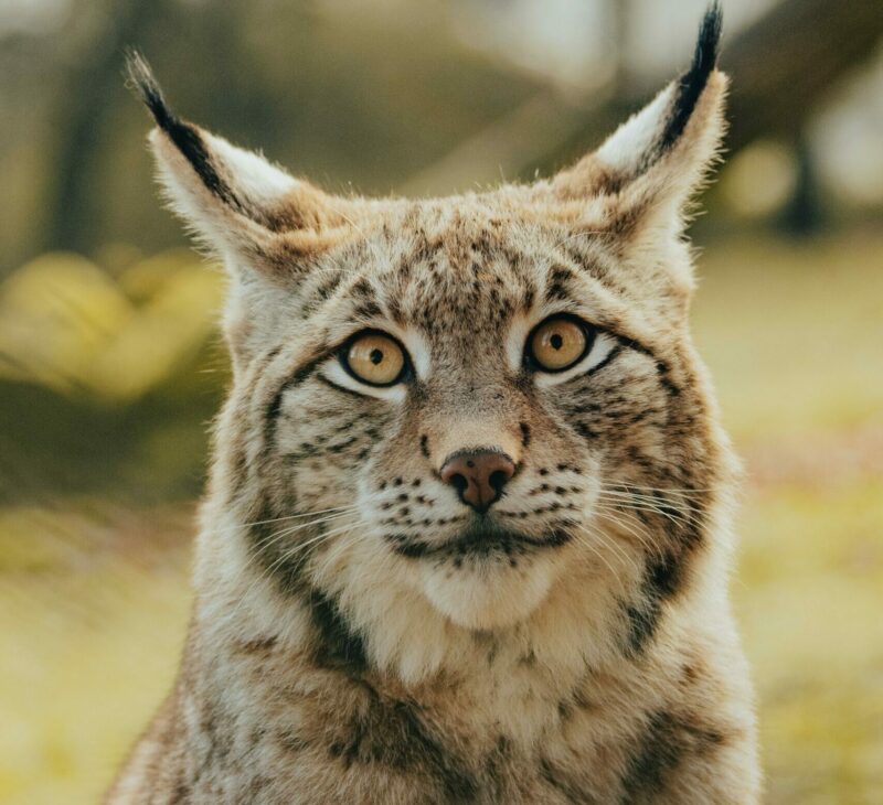 Un lynx vu dans les Pyrénées, une première depuis un siècle  - Biodiversité Environnement Lynx Nature Pyrénées