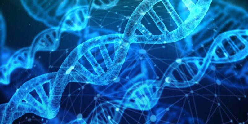 Record absolu: ce papillon détient le plus grand nombre de chromosomes jamais observés  - Azuré de l’Atlas Génétique Papillons Recherche scientifique Science Sciences