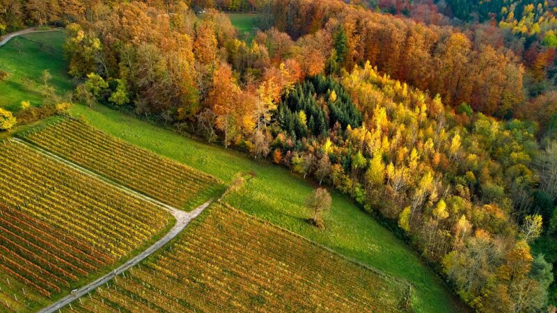 En Bourgogne, des vignerons misent sur la forêt pour protéger la vigne du réchauffement climatique  - Agriculture Bourgogne Climat Dérèglement climatique Forêts Vigne Viticulture