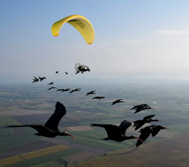 Des scientifiques aident les ibis chauves à migrer grâce à de petits avions ULM  - Action environnementale Environnement Ibis Lutte environnementale Nature Oiseaux