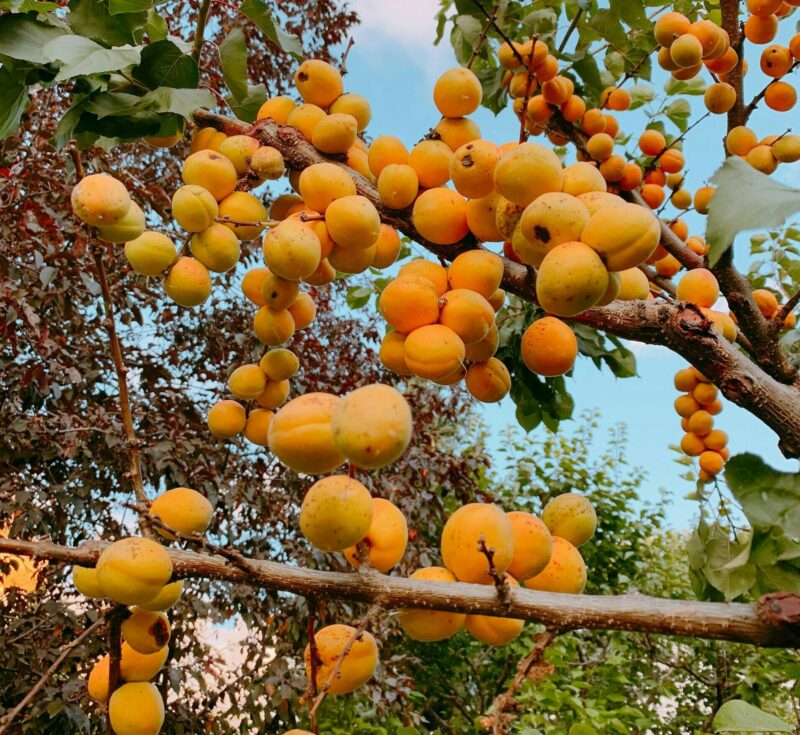 Les "forêts comestibles" des Afro-descendants protègent la biodiversité en Amérique du Sud  - Agriculture Biodiversité Brésil Forêts comestibles Forêts jardins Jardins forêts