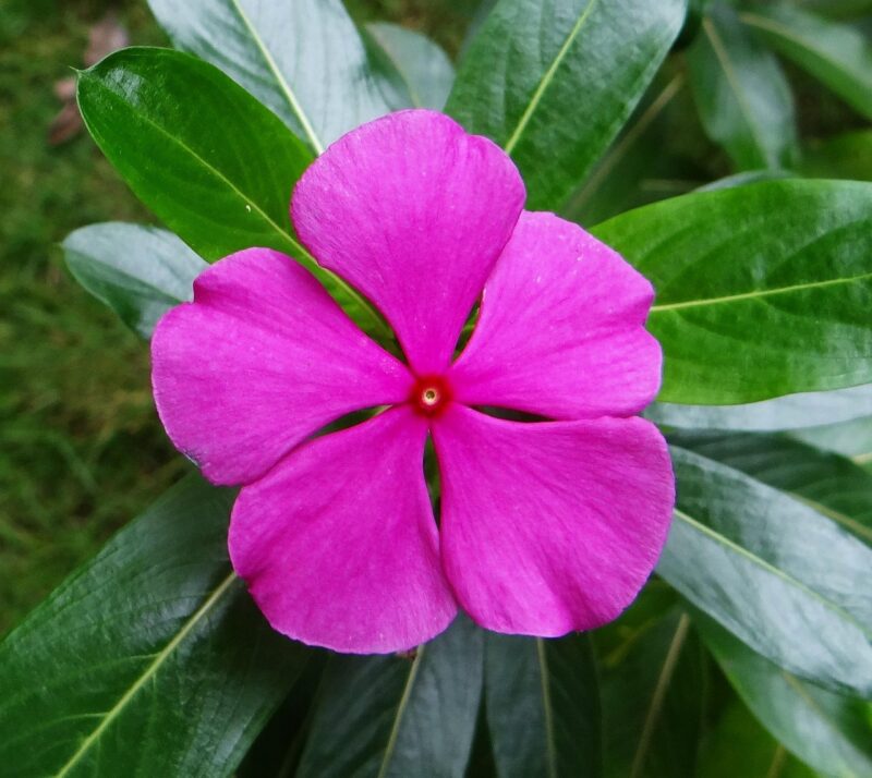 De la médecine traditionnelle au traitement du cancer : la pervenche de Madagascar  - Cancer Pervenche de Madagascar Plantes médicinales Santé