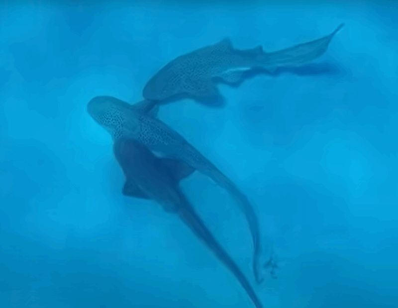 1ère  mondiale : des requins-zèbres surpris en plein « plan à trois » dans le Pacifique  - Biologie Découverte scientifique Reproduction animale Requin-zèbre Science Sciences Stegostoma tigrinum