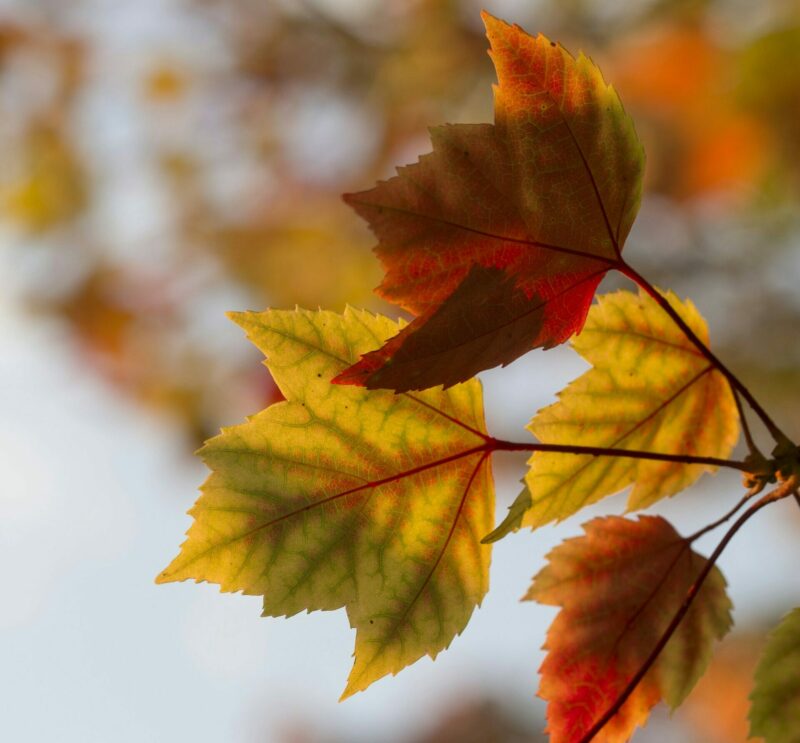 Une pétition contre l’arrivée de l’automne recueille plus de 3 millions de signatures  - Automne Humour
