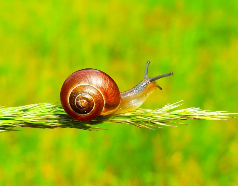 “Cauchemar” au Kenya : des hordes d’escargots ravagent les rizières  - Environnement Escargots Kenya