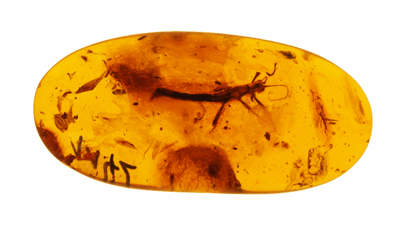 Une "capsule temporelle" remplie d'insectes vieux de 112 millions d'années  - Forêts Fossiles Géologie Paléonthologie Science Sciences