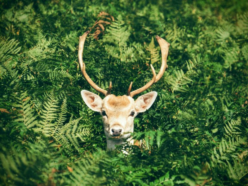 Avec “Le brame du cerf”, France TV réussit sa chasse aux amateurs de slow tv : bientôt une saison 2 ?  - France Télévisions France TV Le brame du cerf Slow TV