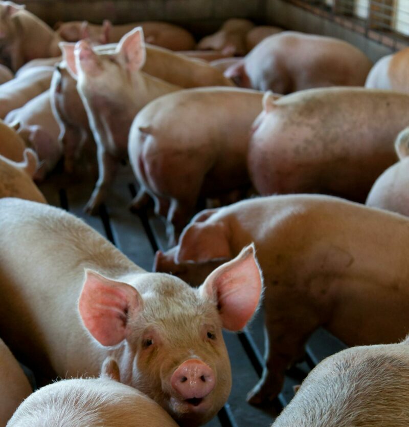 Filière porcine : un modèle qui nous coûte cher (162  M€ pour les pollutions)  - Agriculture Élevage Élevage de porc Nitrates Pollution